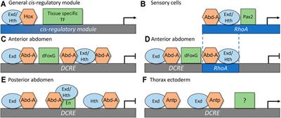 Mechanisms Underlying Hox-Mediated Transcriptional Outcomes